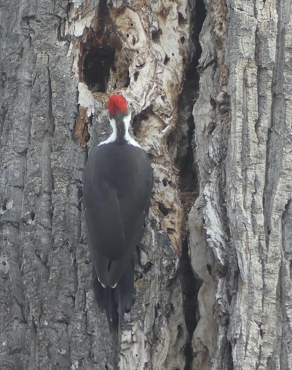 Pileated Woodpecker - ML610615065