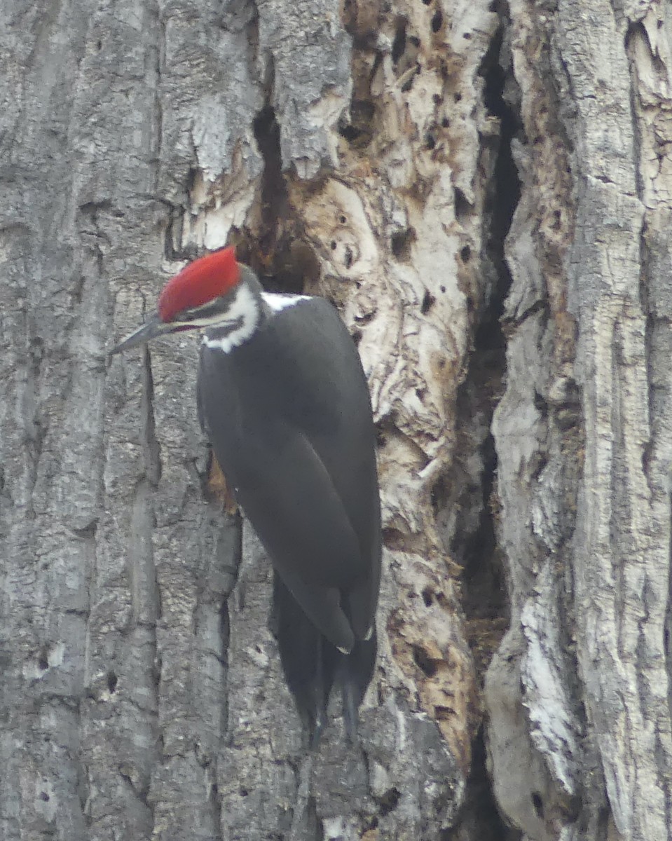 Pileated Woodpecker - ML610615068