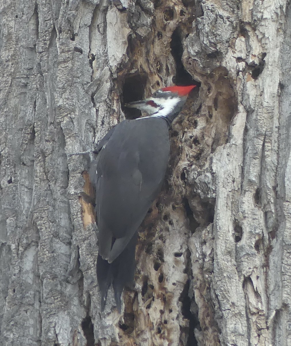 Pileated Woodpecker - ML610615069