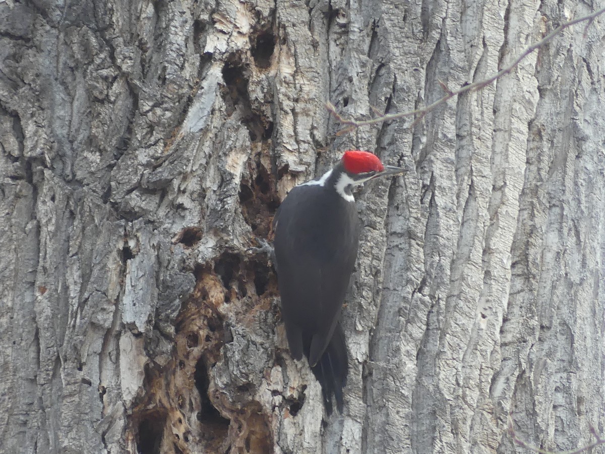 Pileated Woodpecker - ML610615071