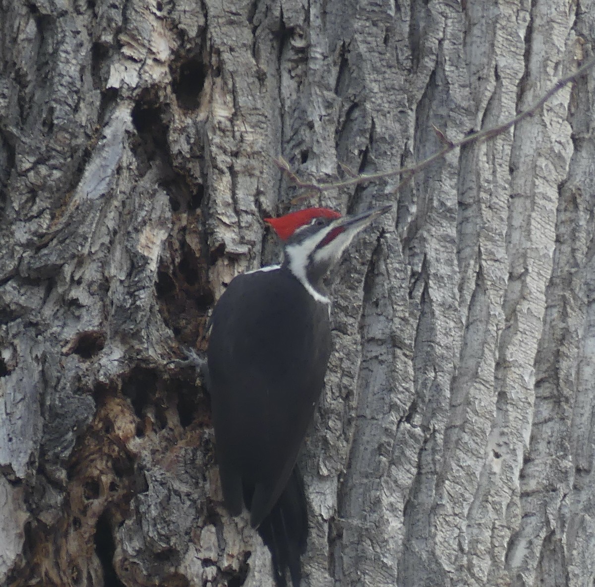 Pileated Woodpecker - ML610615073