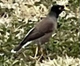 Common Myna - ML610615075