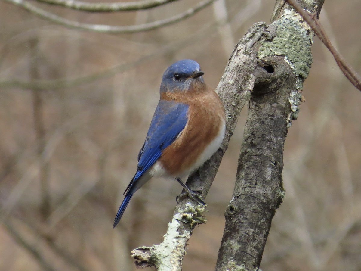 Eastern Bluebird - ML610615099
