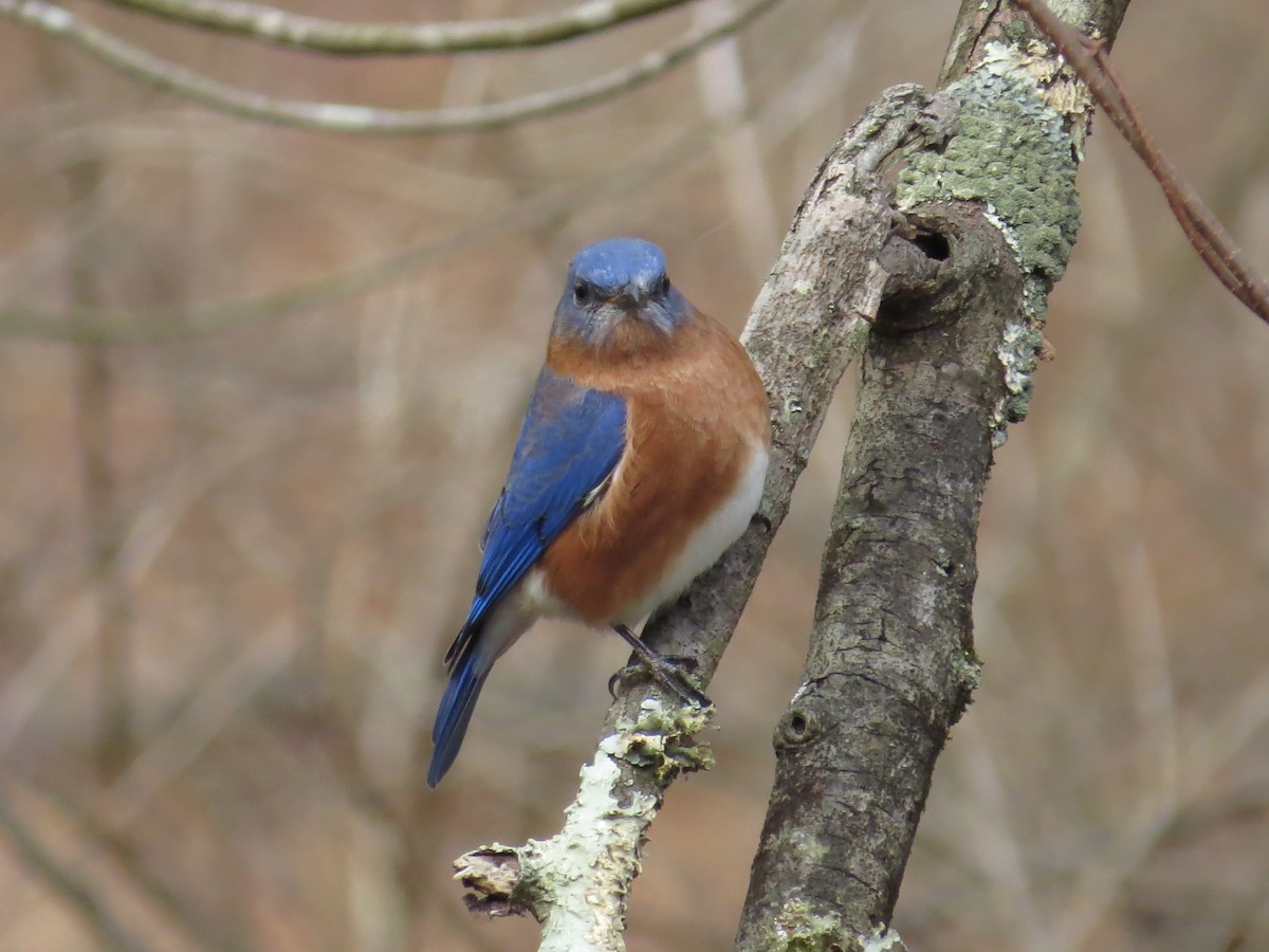 Eastern Bluebird - ML610615100