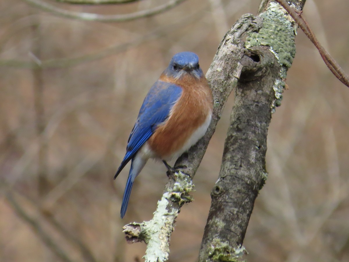 Eastern Bluebird - ML610615101