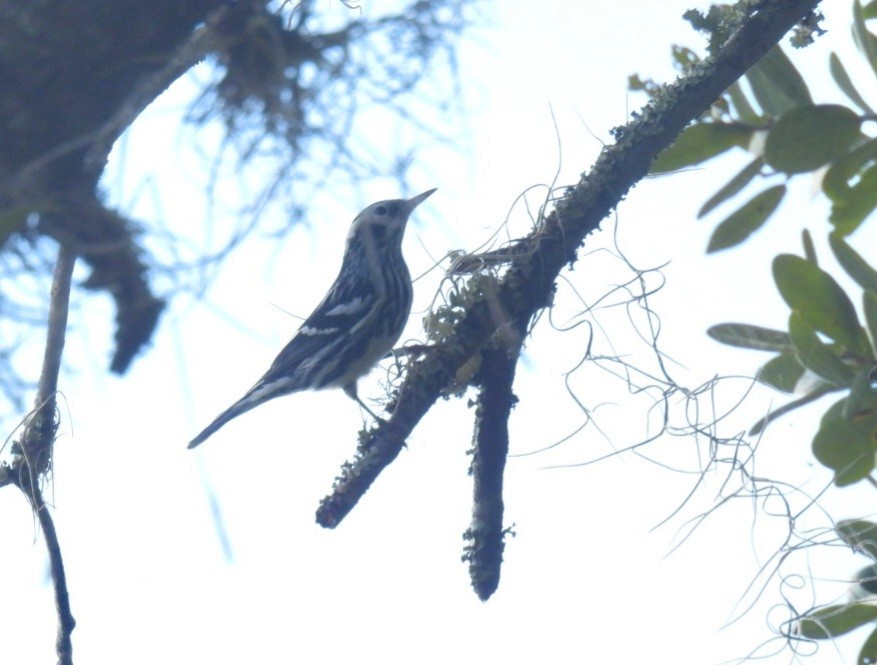 Paruline noir et blanc - ML610615112