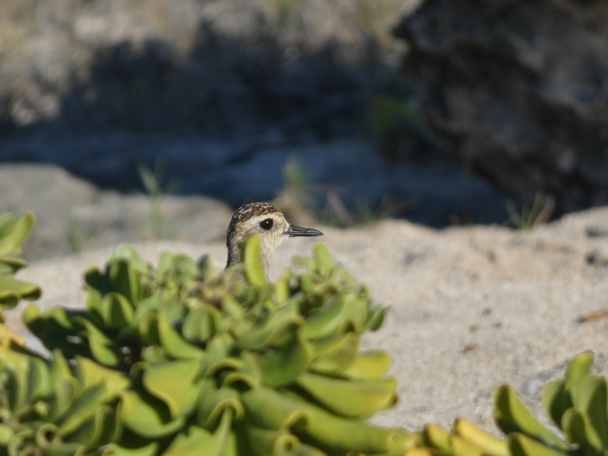 Pacific Golden-Plover - ML610615122