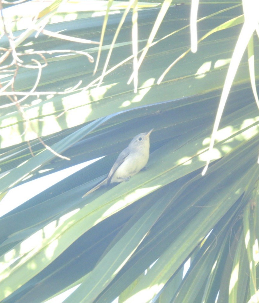 Blue-gray Gnatcatcher - A M