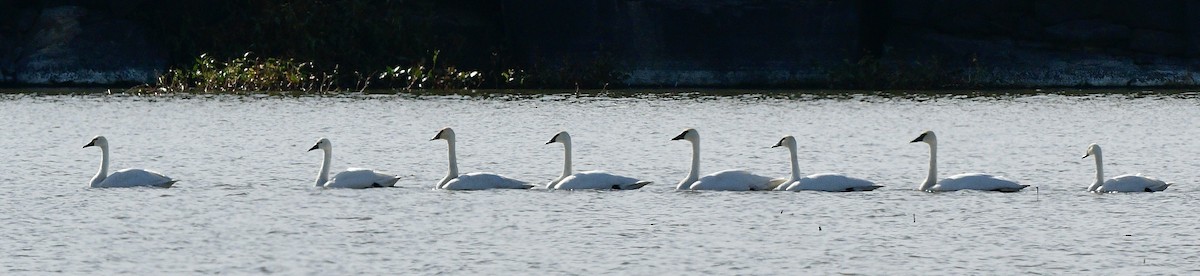 Trumpeter Swan - ML610615193