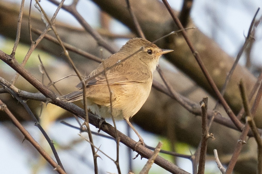 Booted Warbler - ML610615278