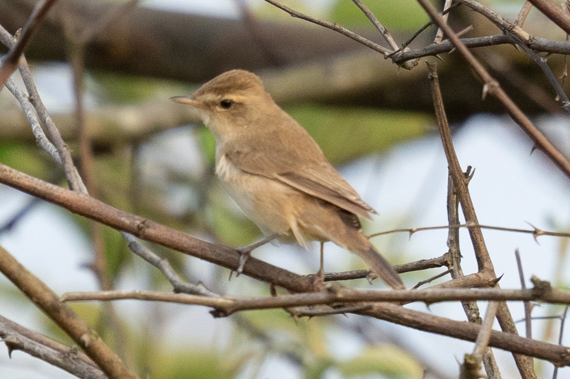 Booted Warbler - ML610615279