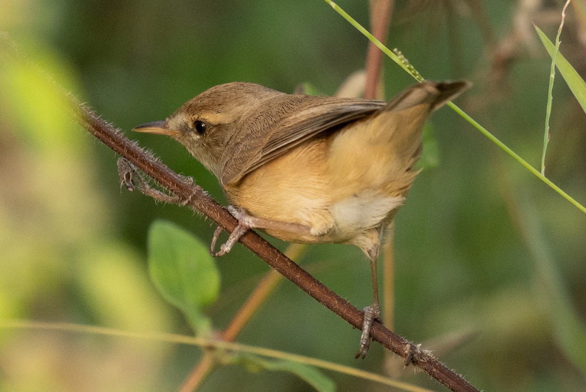 Booted Warbler - ML610615280