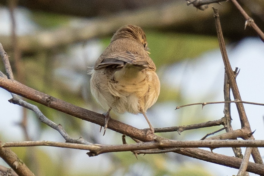 Booted Warbler - ML610615281
