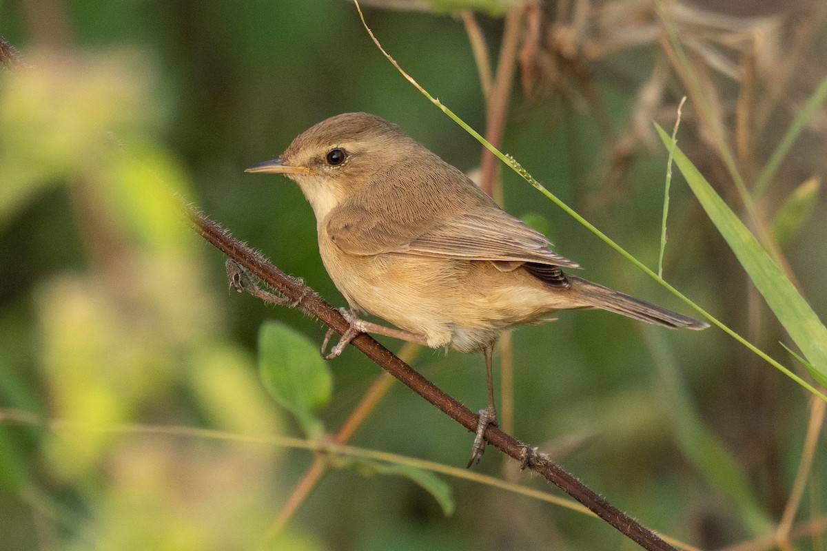Booted Warbler - ML610615282