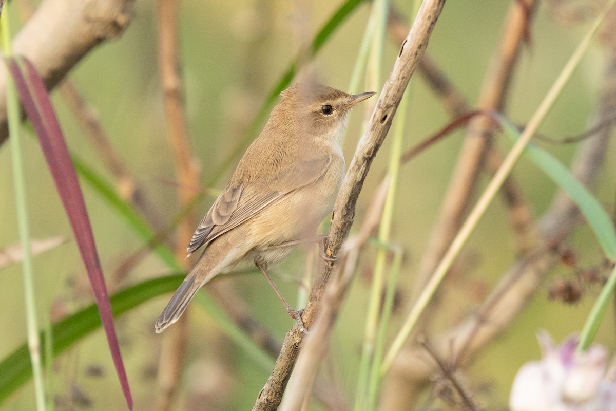 Booted Warbler - ML610615283