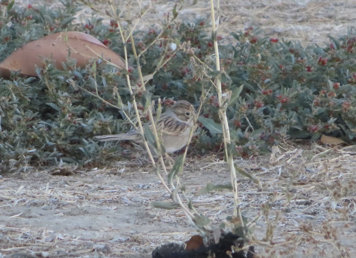 Chingolo sp. (Spizella sp.) - ML610615327