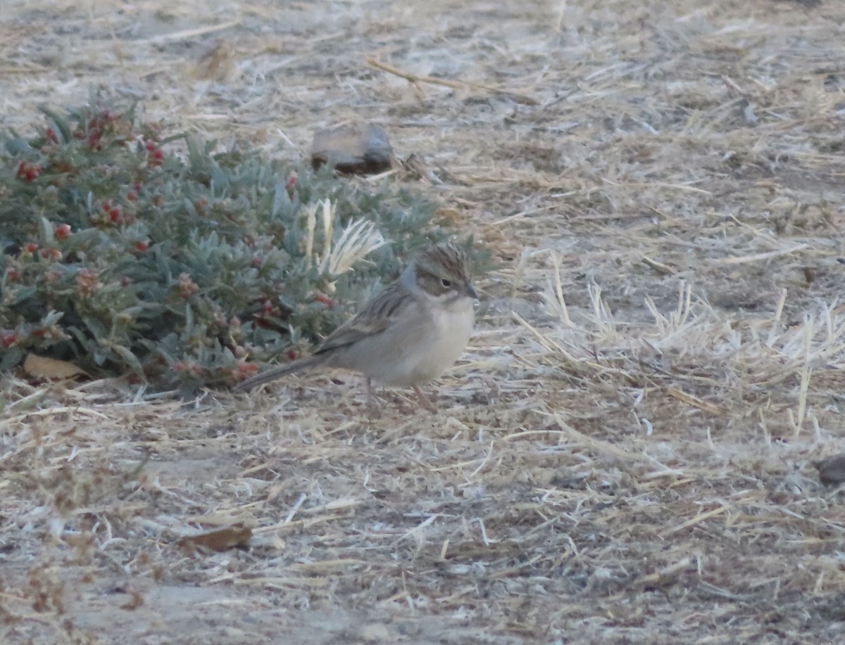 Chingolo sp. (Spizella sp.) - ML610615332