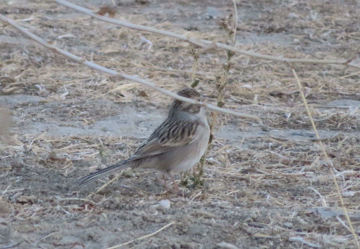 Chingolo sp. (Spizella sp.) - ML610615336