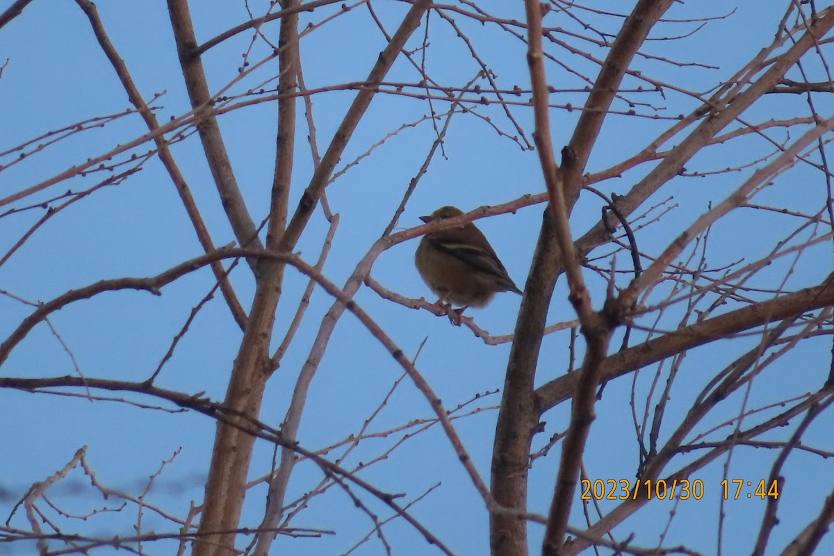 American Goldfinch - ML610615349