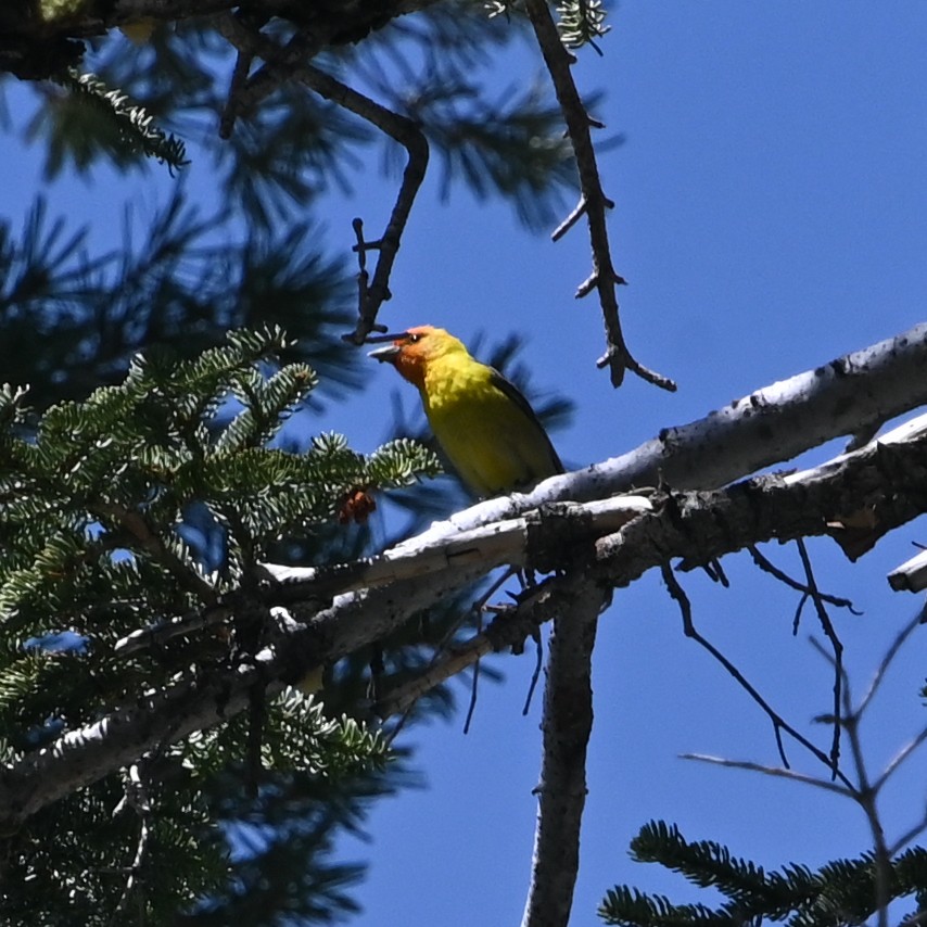 Piranga à tête rouge - ML610615364