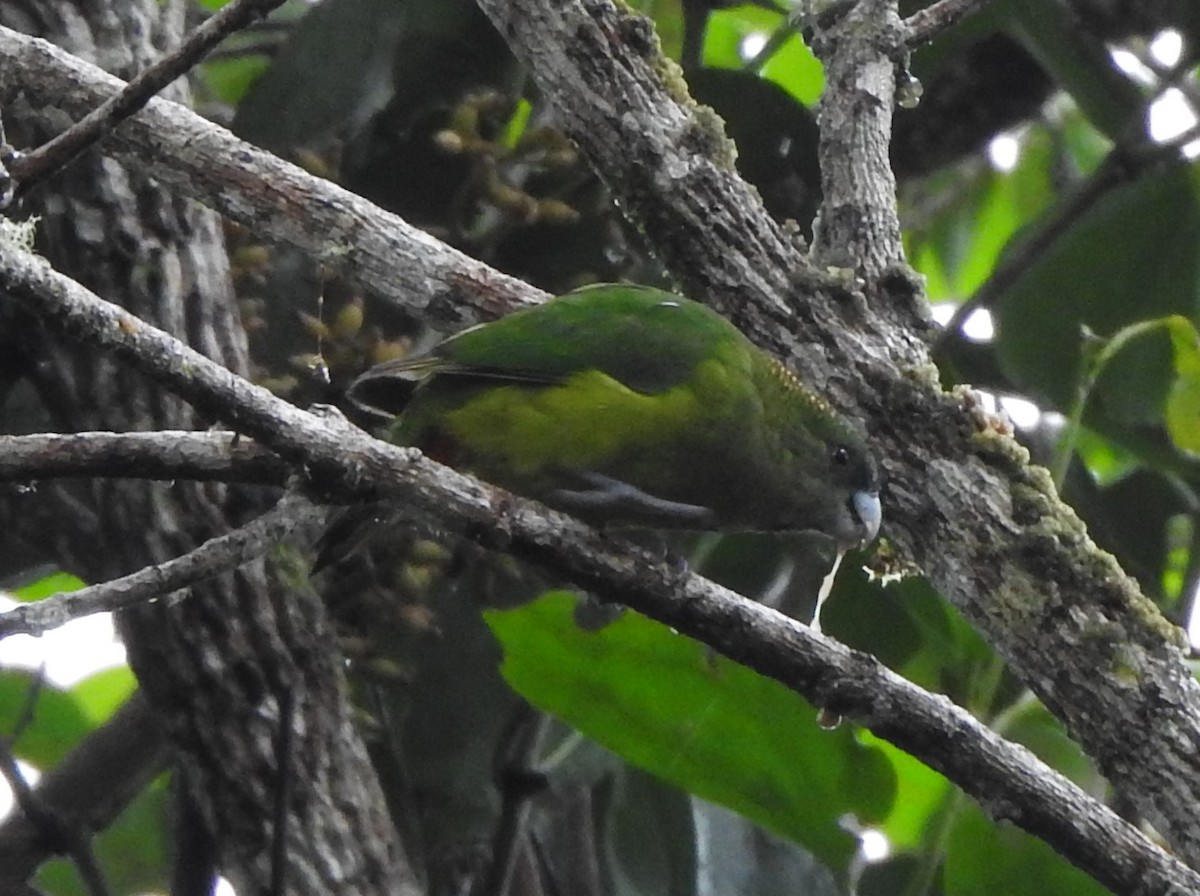 マダラガシラインコ - ML610615384