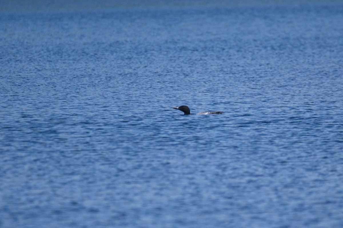 Common Loon - ML610615566