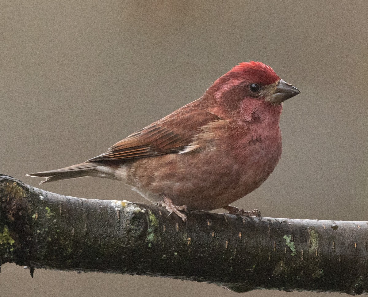 Purple Finch - Matt Goff