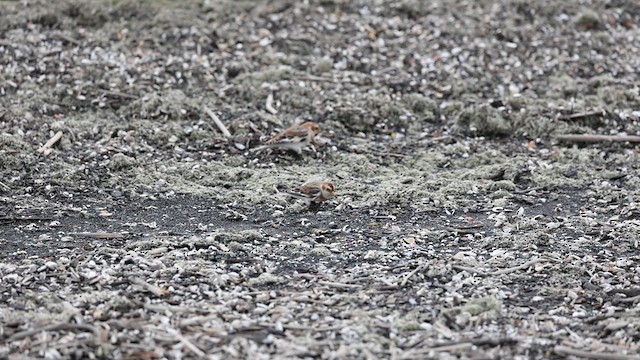 Snow Bunting - ML610615631