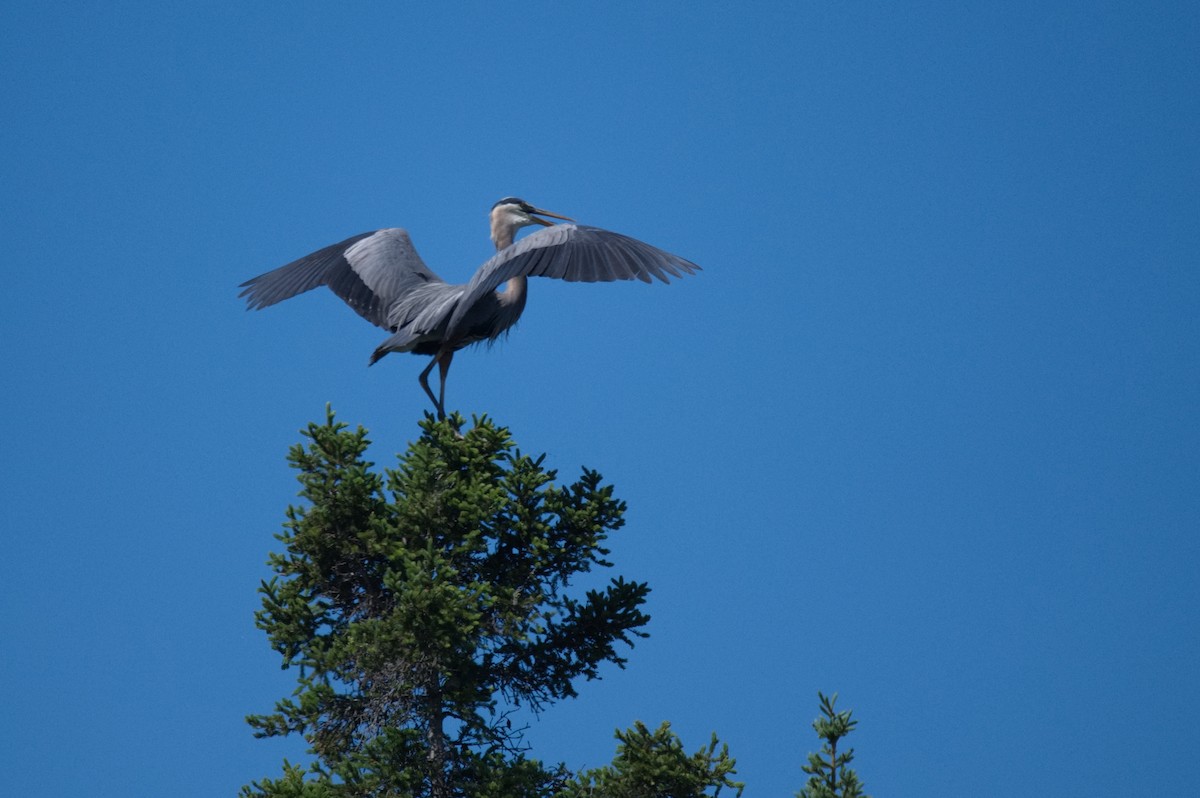 Great Blue Heron - Leslie Correia