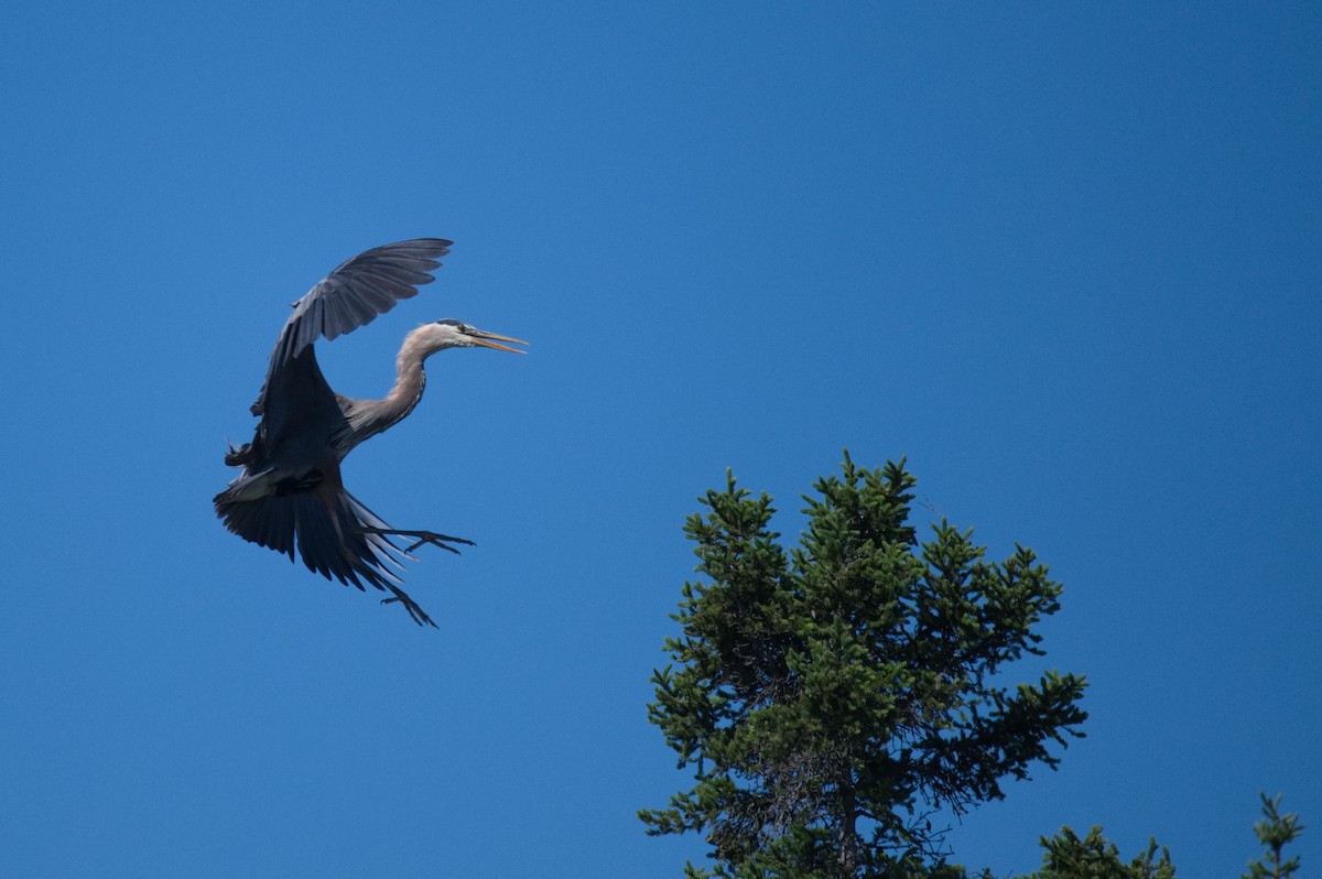 Great Blue Heron - Leslie Correia