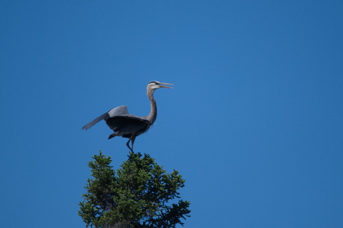 Great Blue Heron - ML610615636