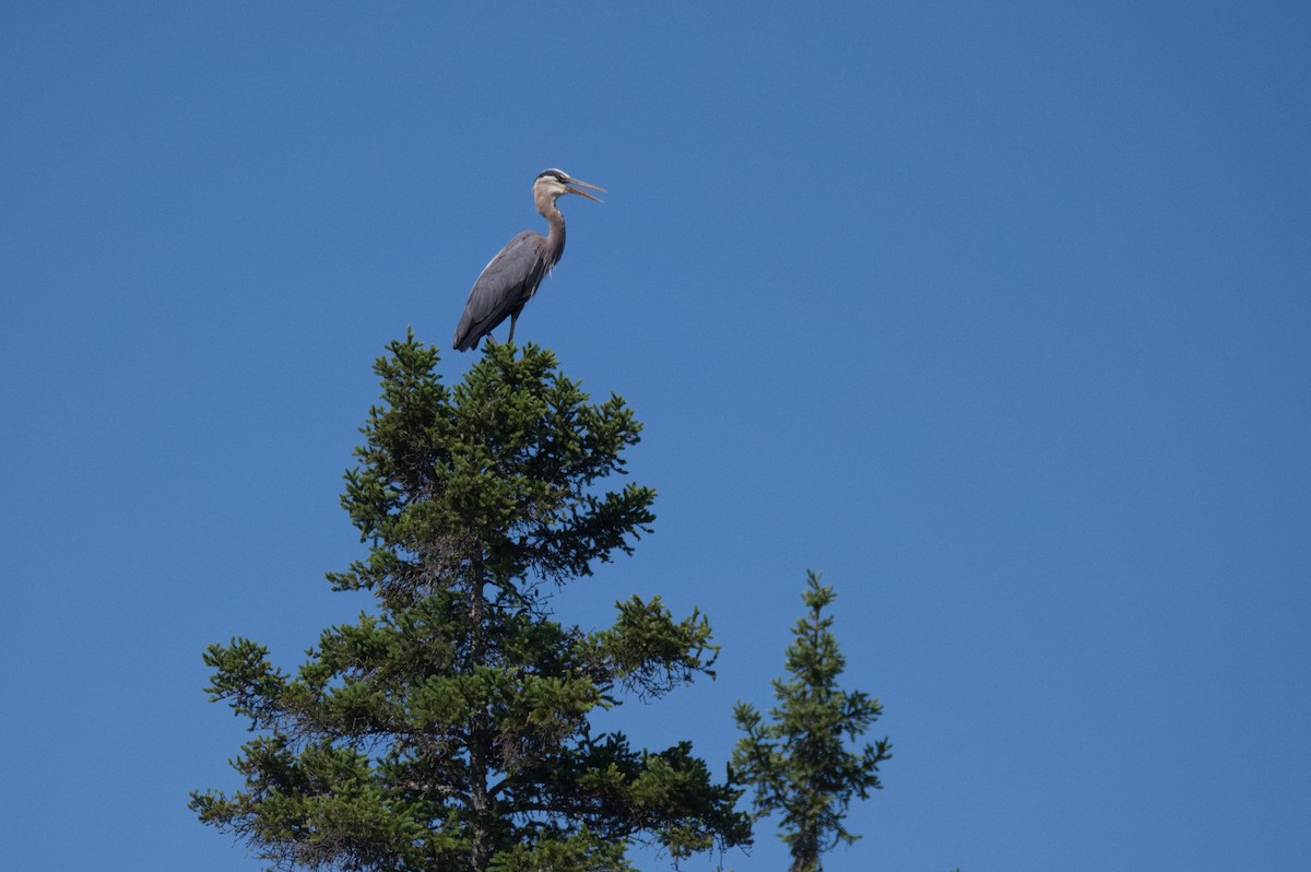 Great Blue Heron - Leslie Correia