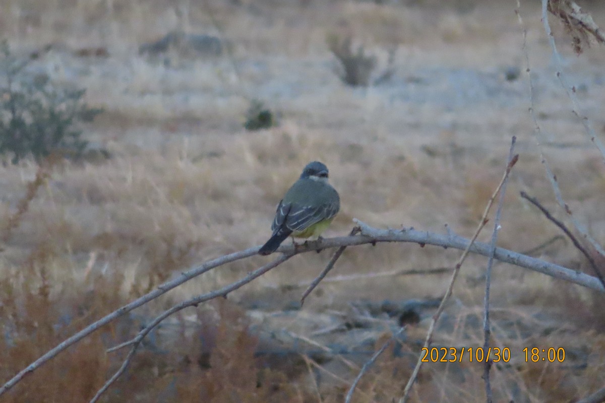 Cassin's Kingbird - ML610615643