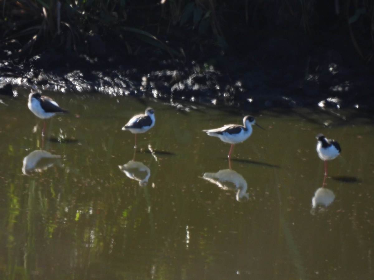 Black-necked Stilt - ML610615652