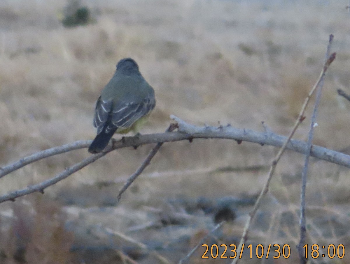 Cassin's Kingbird - ML610615658