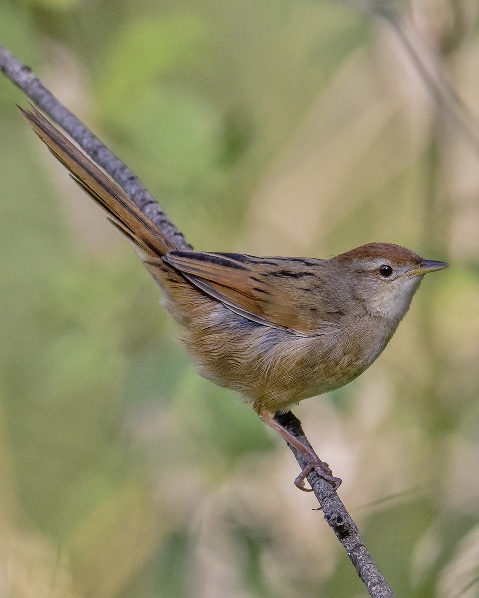 Tawny Grassbird - ML610615660