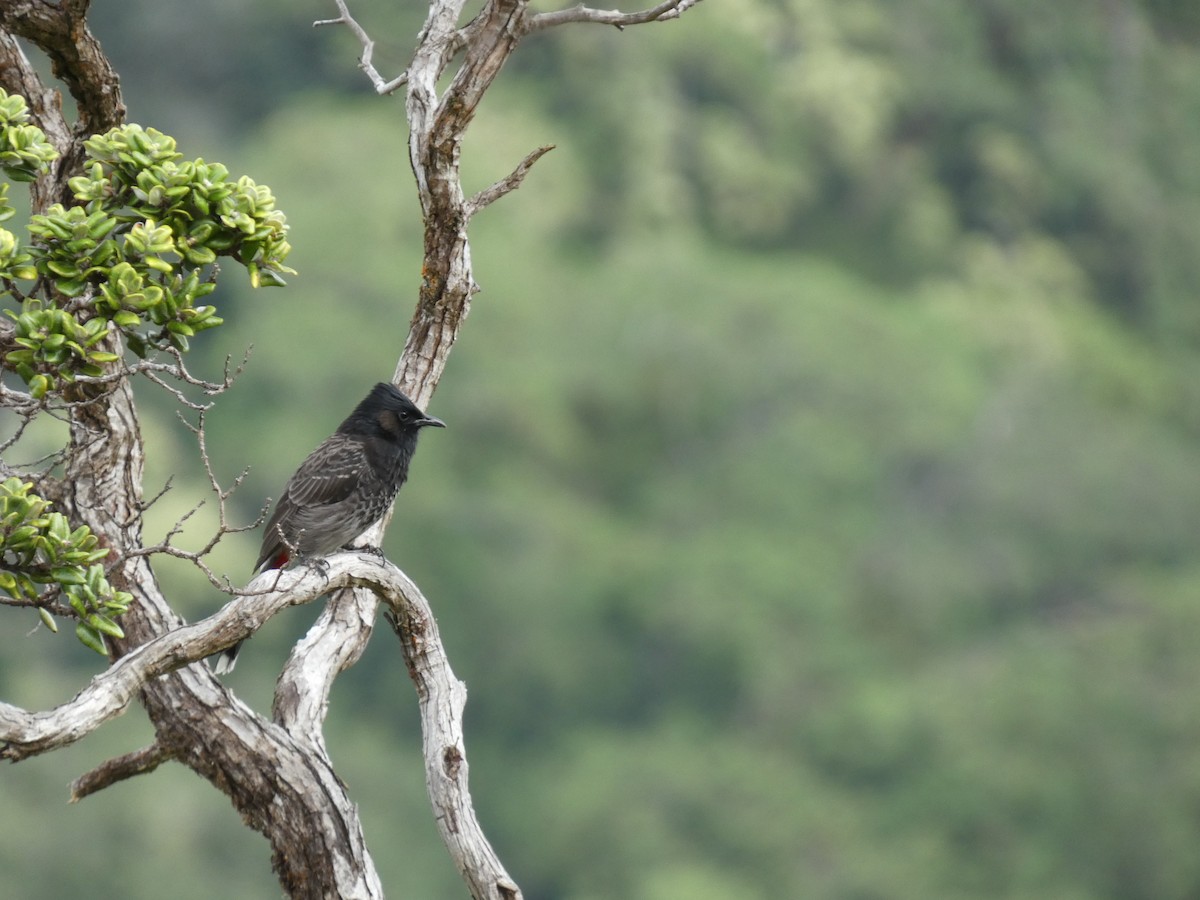 Red-vented Bulbul - ML610615676