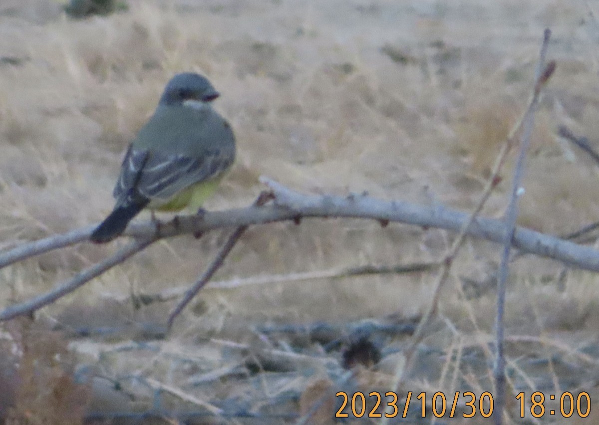 Cassin's Kingbird - ML610615685