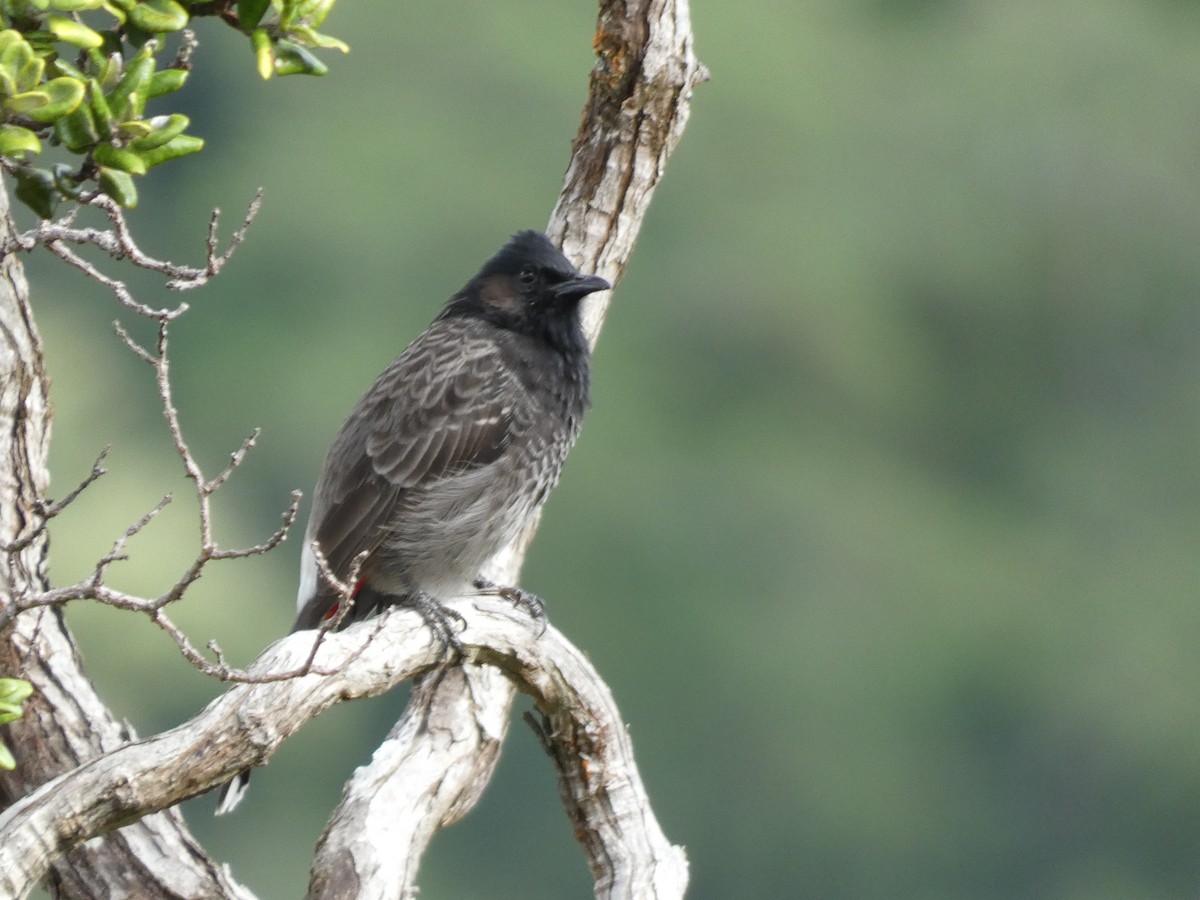 Red-vented Bulbul - ML610615691