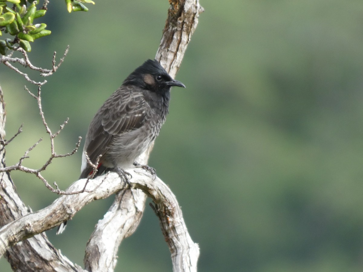 Bulbul à ventre rouge - ML610615748