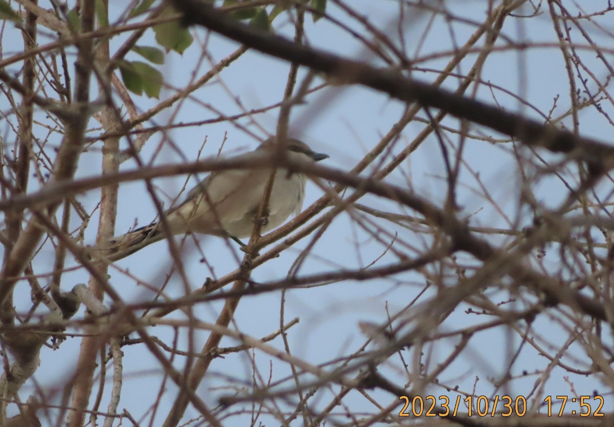 Loggerhead Shrike - ML610615778