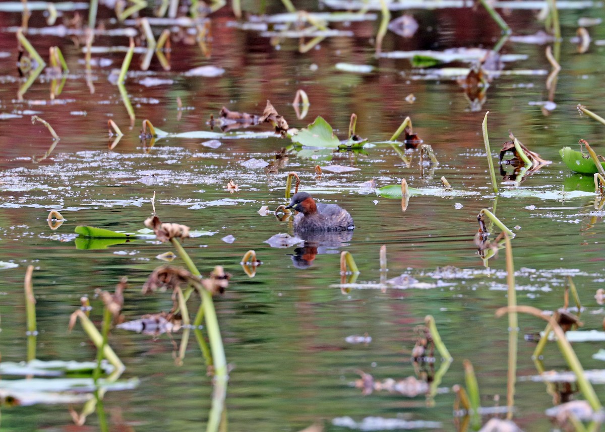 Little Grebe - ML610615795