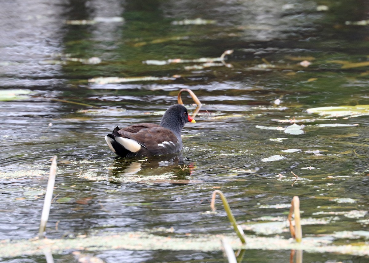 Gallinule poule-d'eau - ML610615808