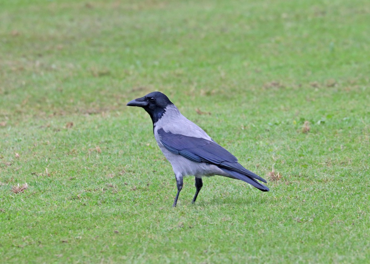 Hooded Crow - ML610615830