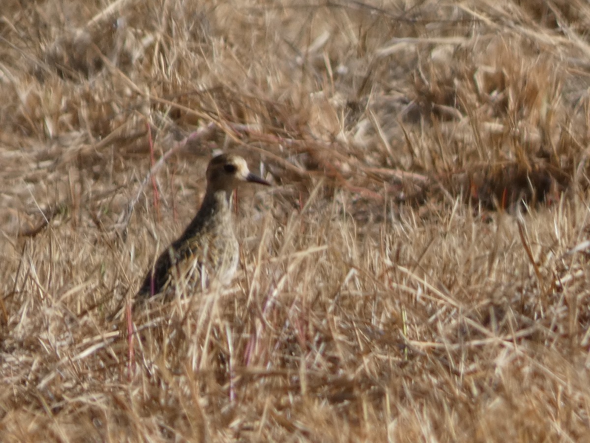 Pacific Golden-Plover - ML610615864