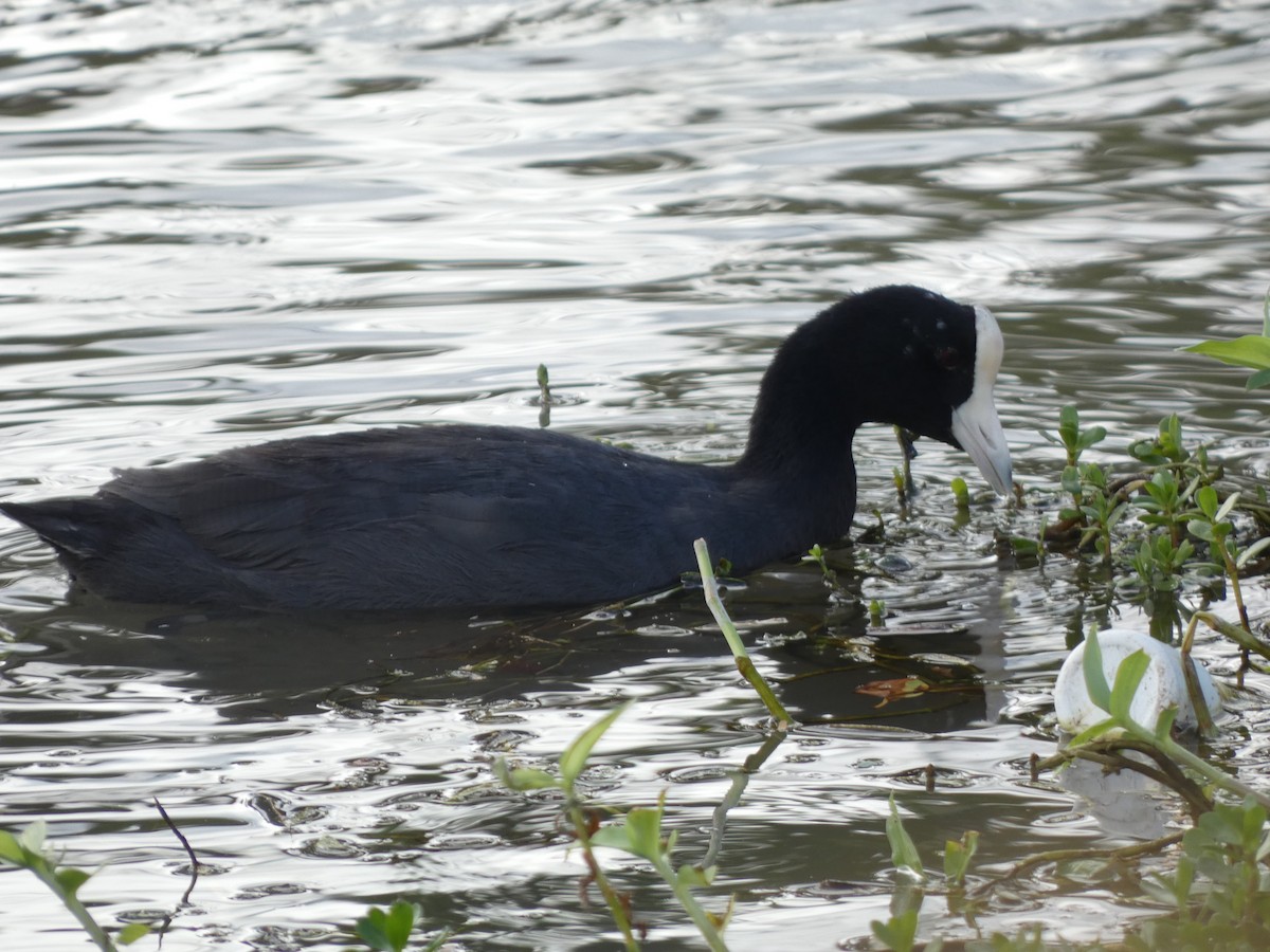 Hawaiian Coot - ML610615876