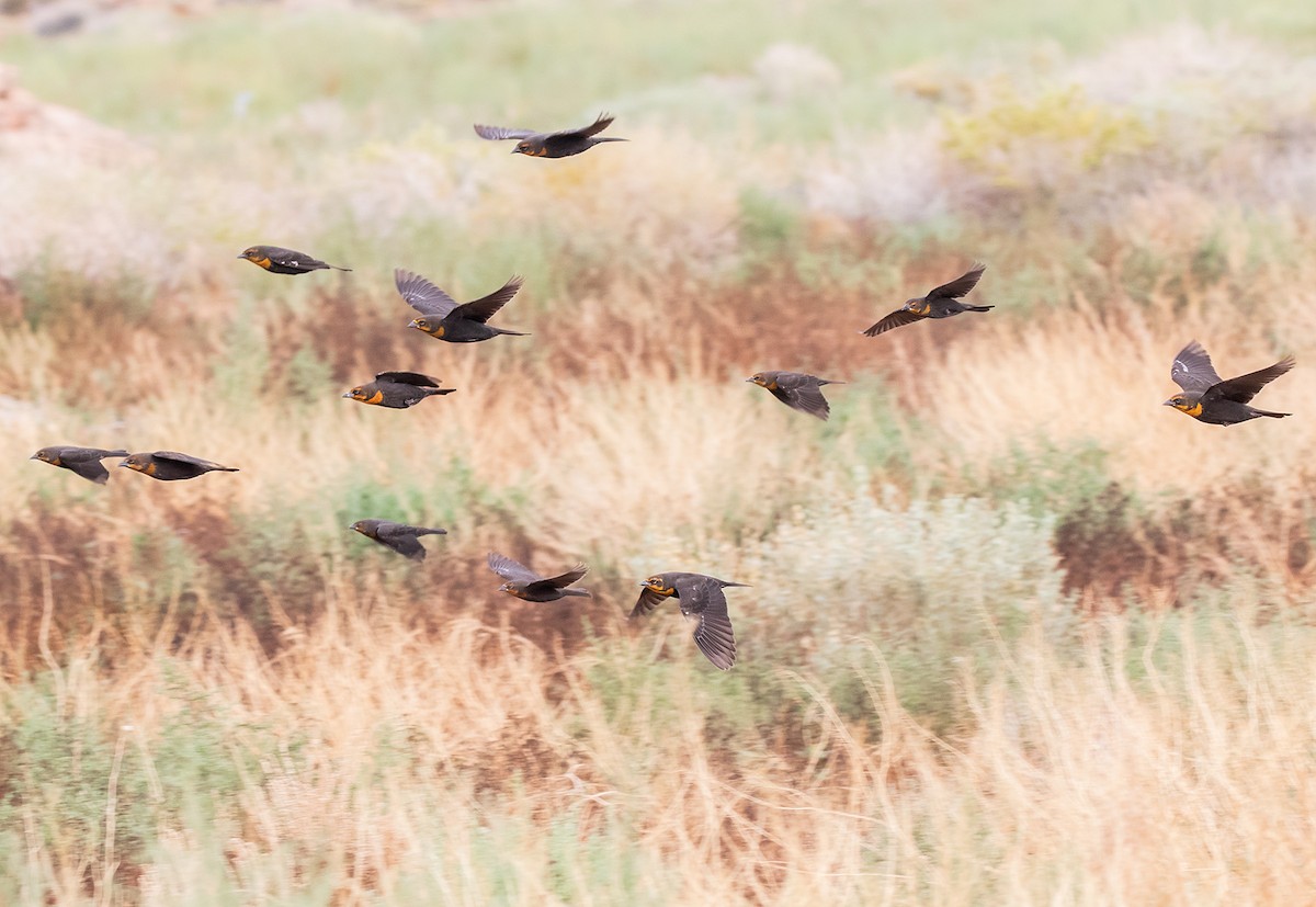 Yellow-headed Blackbird - Ernst Mutchnick