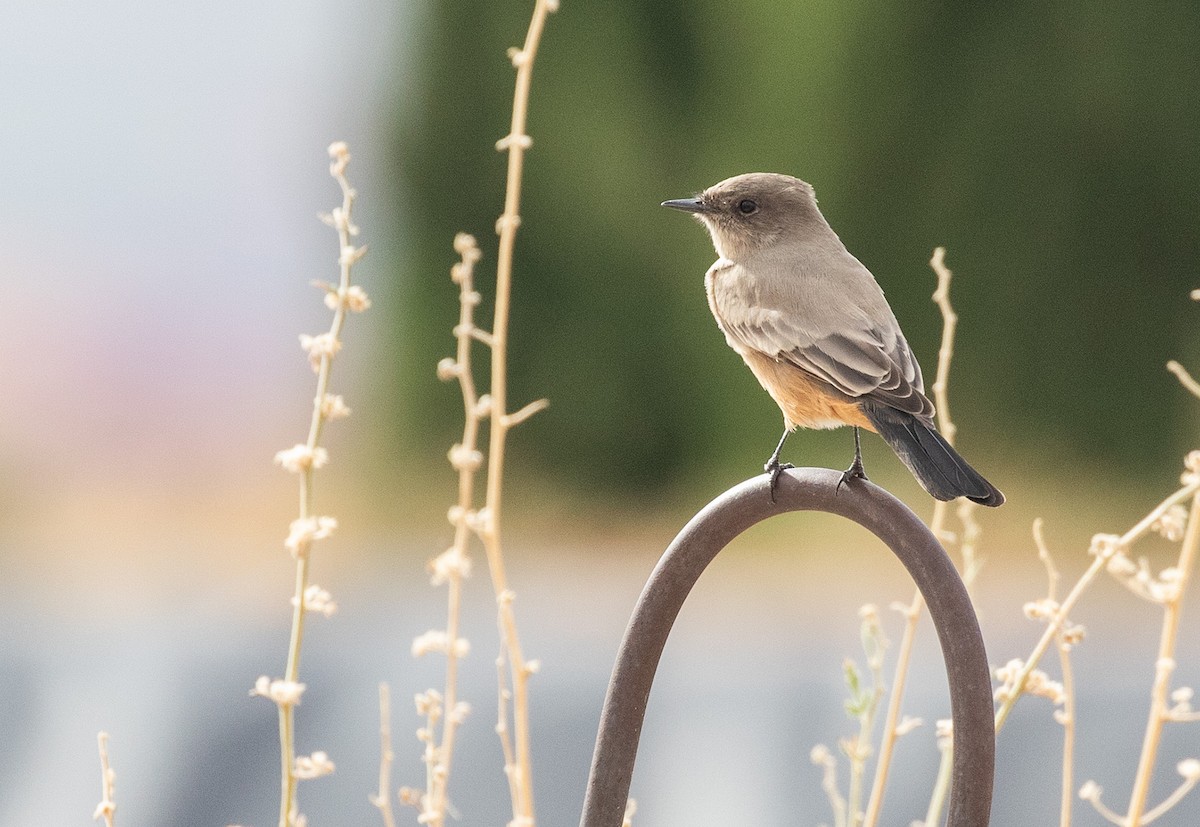 Say's Phoebe - Ernst Mutchnick