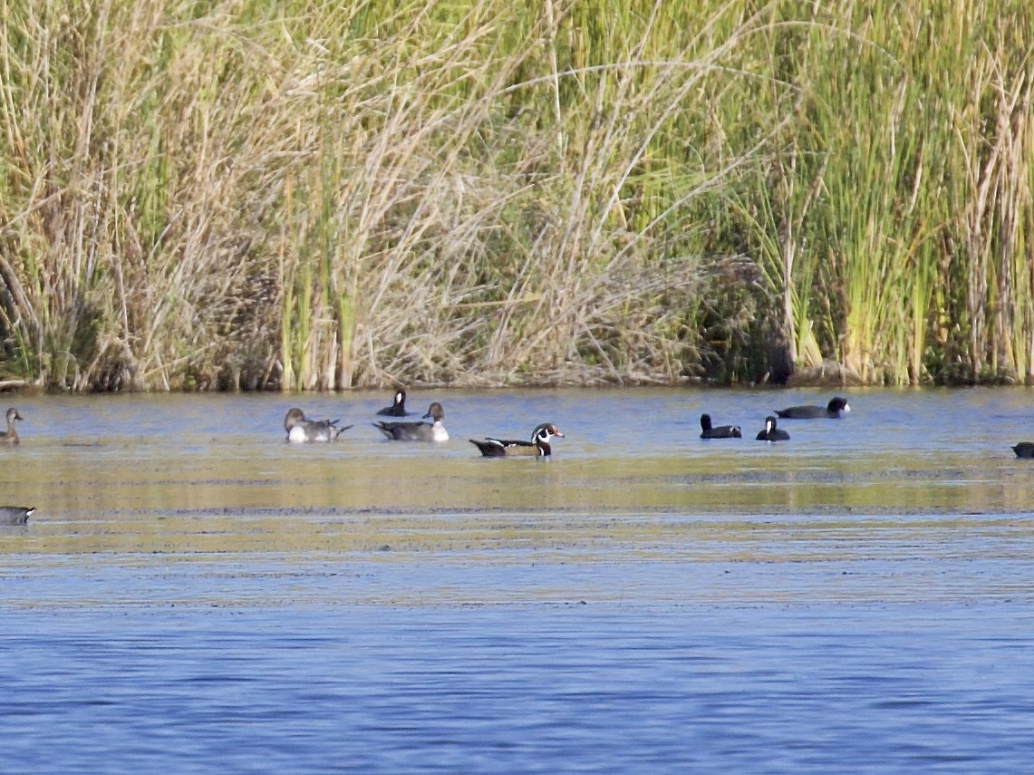 Wood Duck - ML610615921