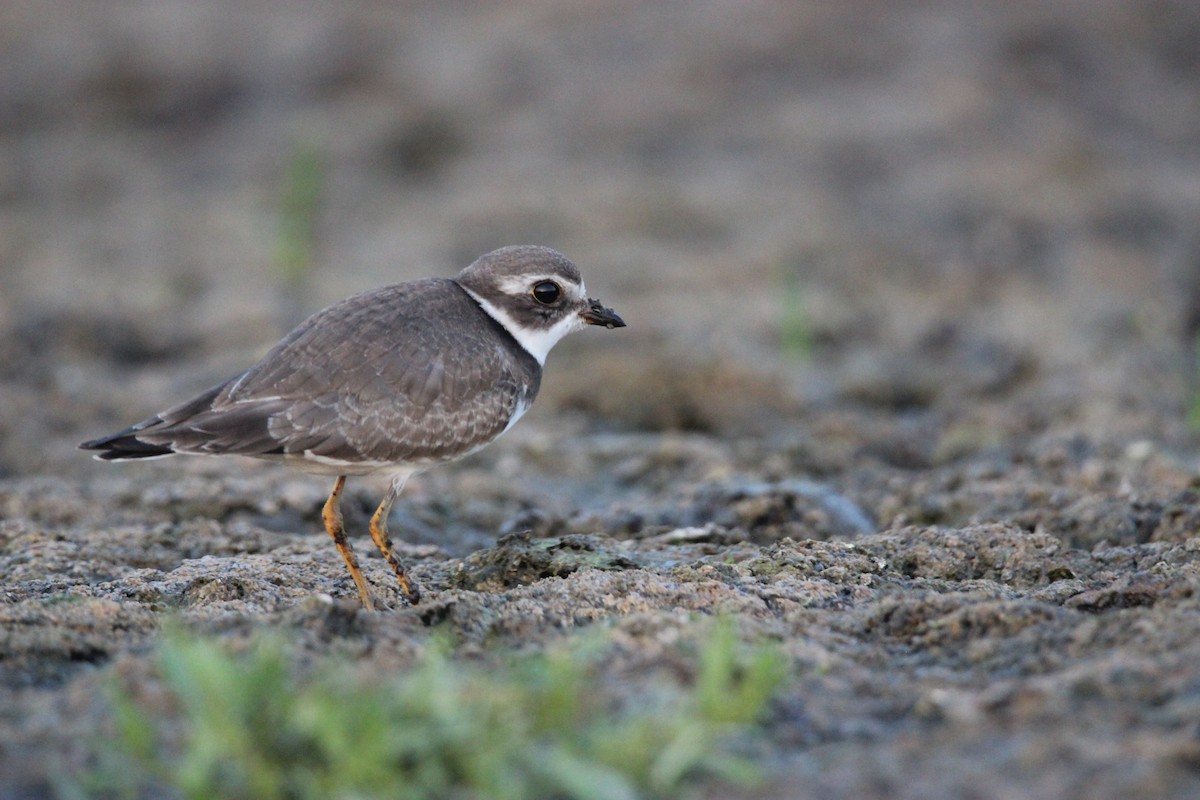 Semipalmated Plover - ML610615984